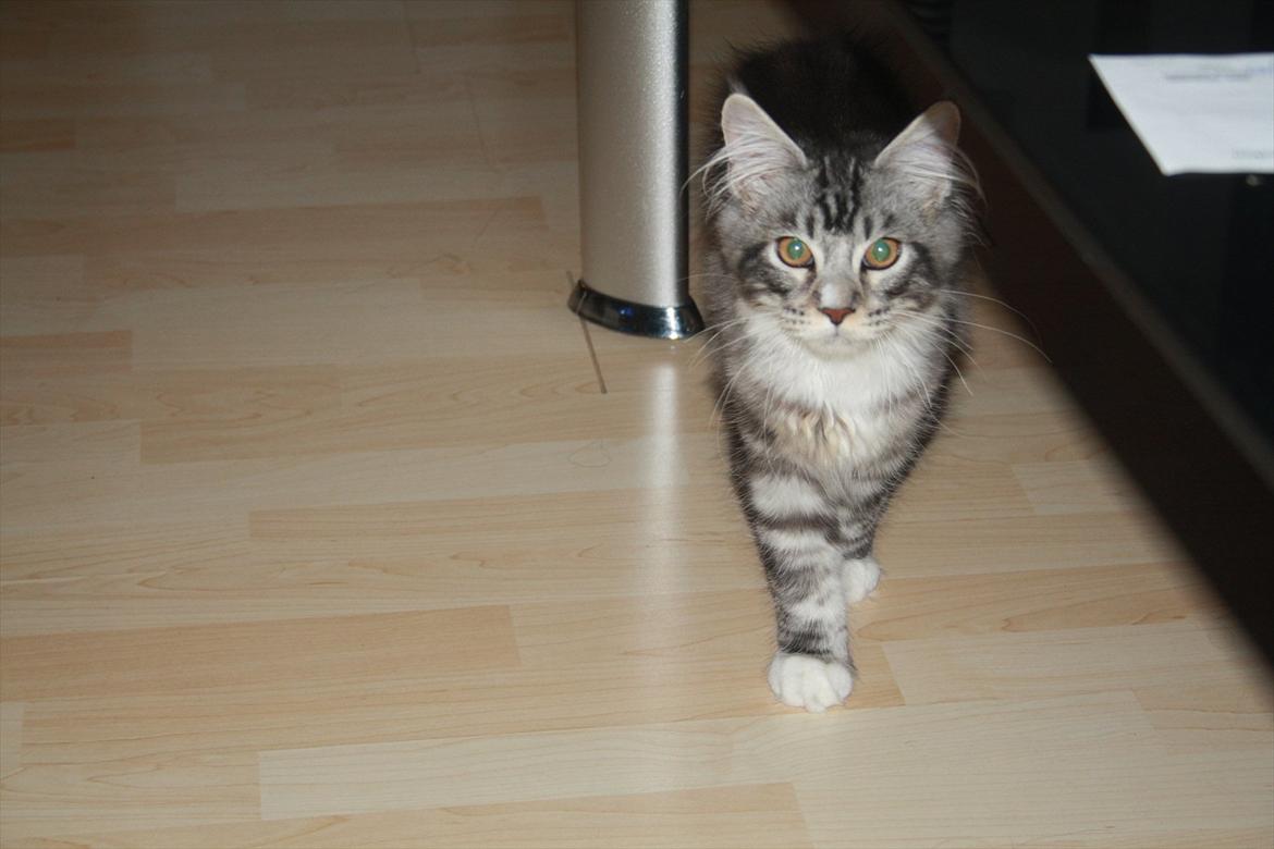 Maine Coon Bandit billede 13