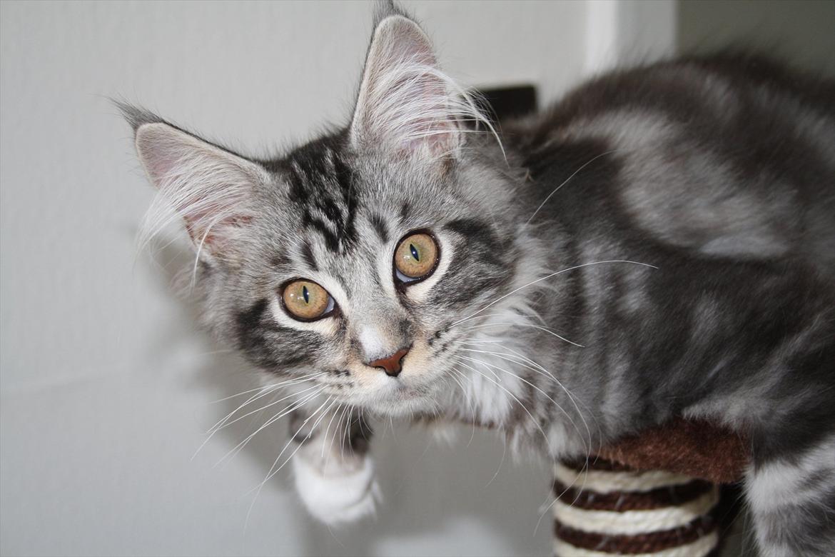 Maine Coon Bandit billede 14