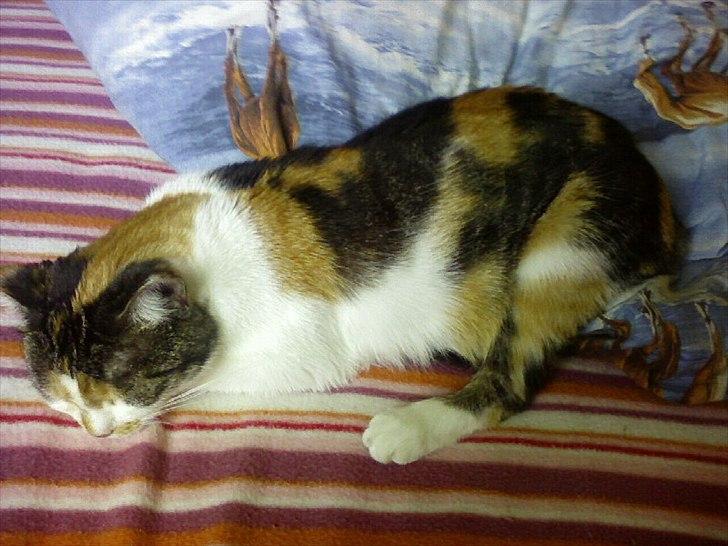 Huskat Trold/Tøsen billede 2