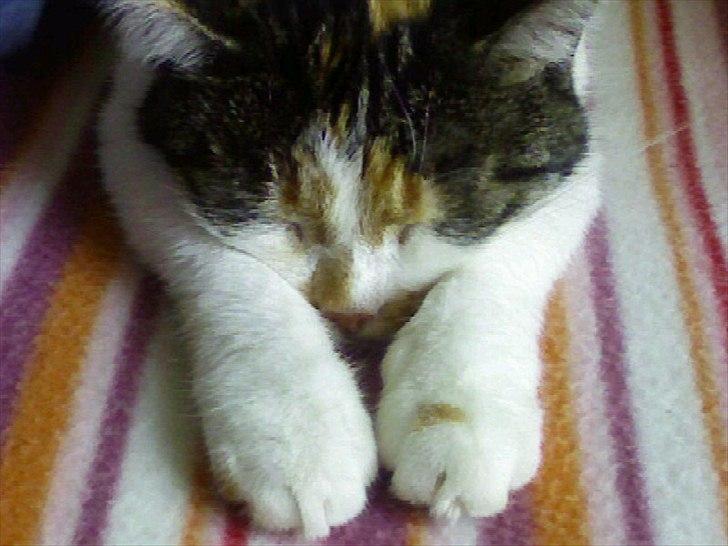 Huskat Trold/Tøsen billede 3