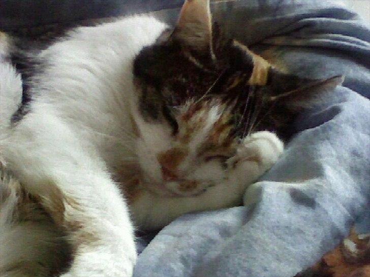 Huskat Trold/Tøsen billede 4