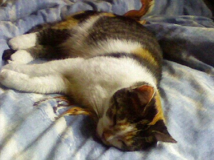 Huskat Trold/Tøsen billede 5