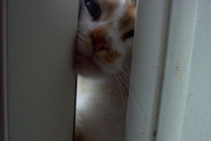 Huskat Trold/Tøsen billede 6