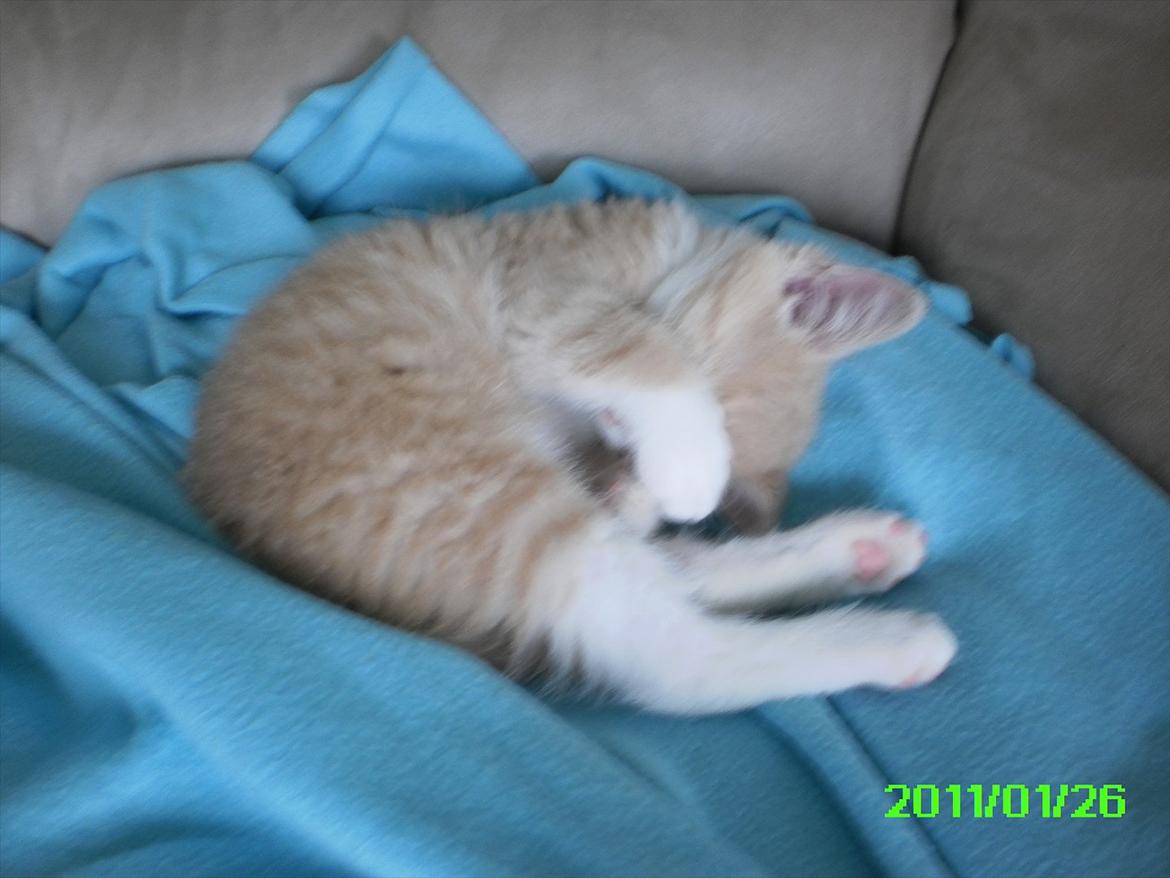 Huskat Felix billede 14