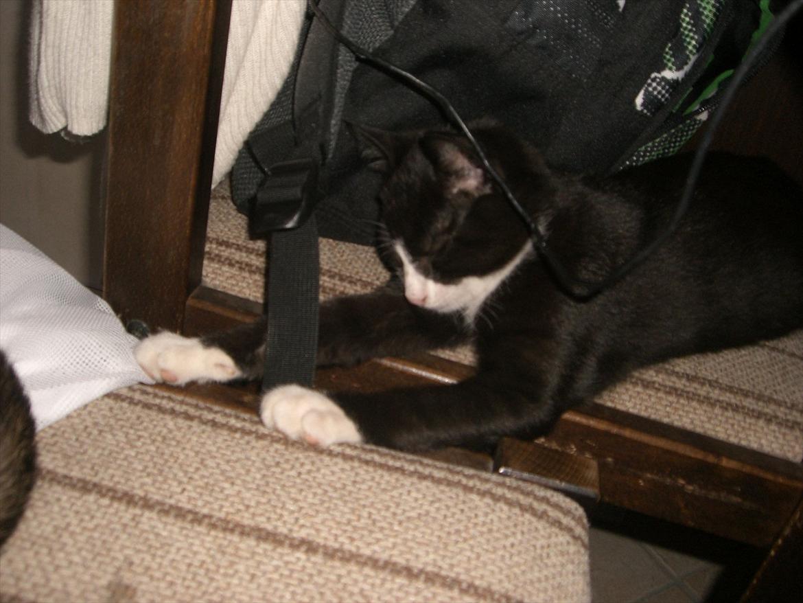 Huskat Batman Solgt & Savnet *RIP* billede 11