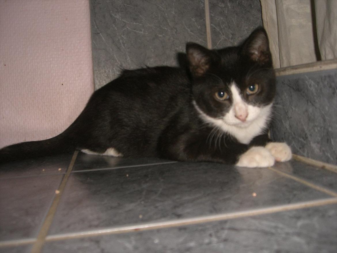 Huskat Batman Solgt & Savnet *RIP* billede 13