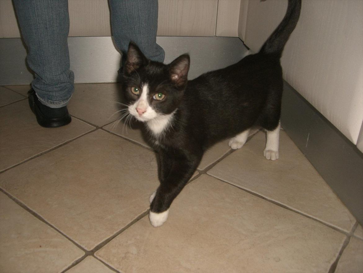 Huskat Batman Solgt & Savnet *RIP* billede 14