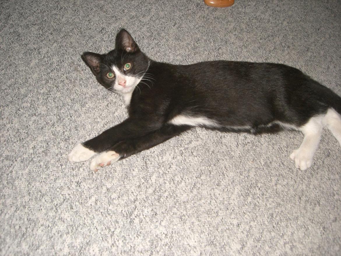 Huskat Batman Solgt & Savnet *RIP* billede 15