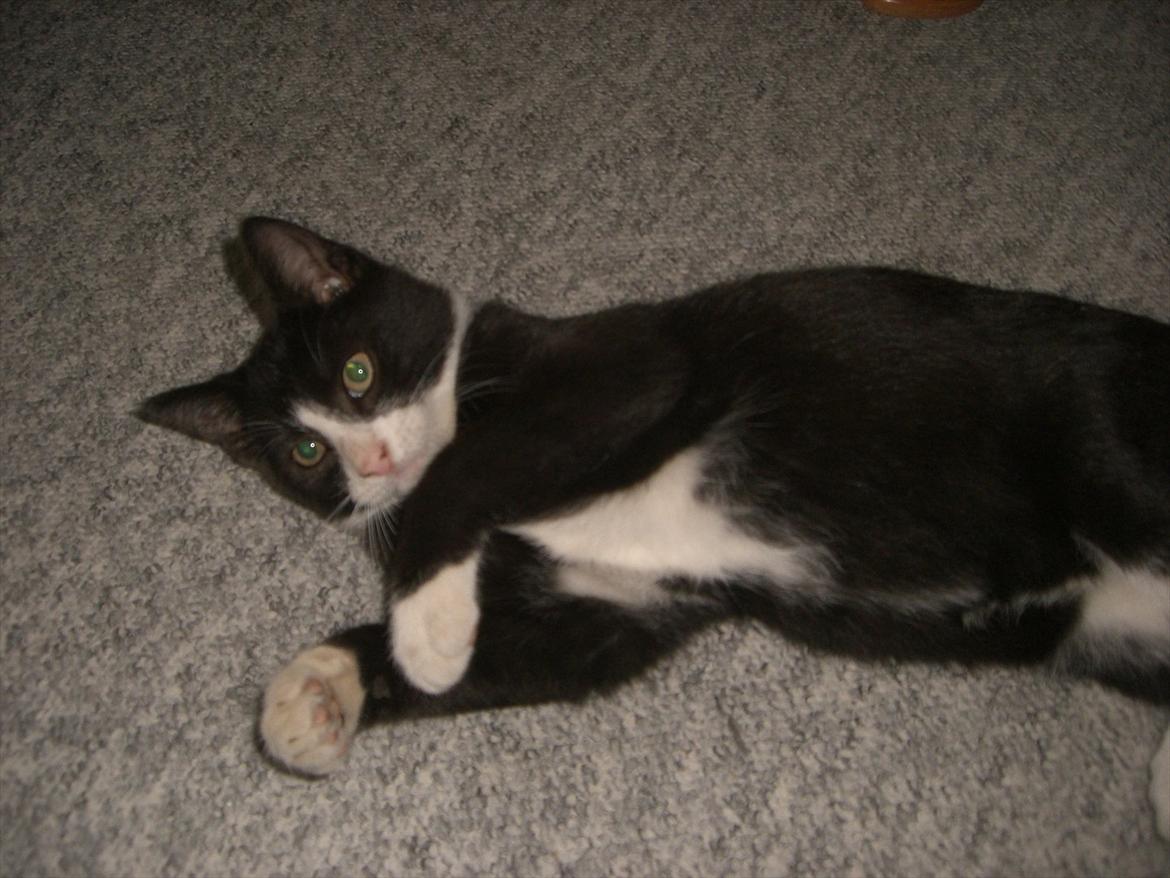 Huskat Batman Solgt & Savnet *RIP* billede 16