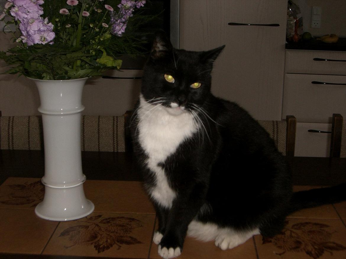 Huskat Kissi *R.I.P* billede 13