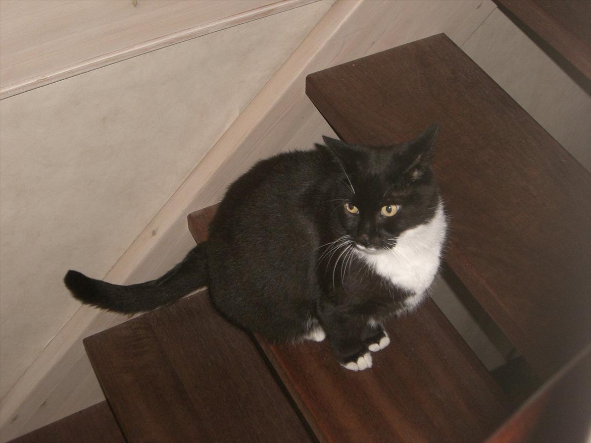 Huskat Kissi *R.I.P* billede 14