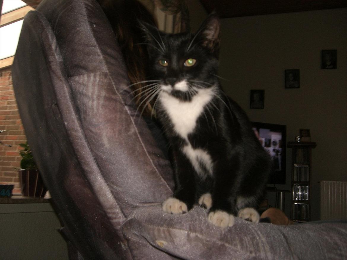 Huskat Fedtmule solgt & savnet! :'( billede 18