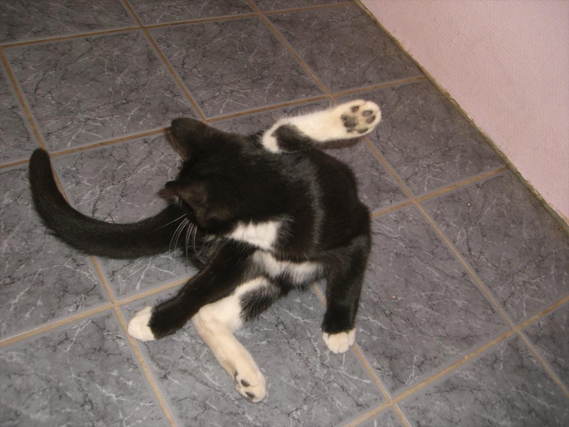 Huskat Fedtmule solgt & savnet! :'( billede 19