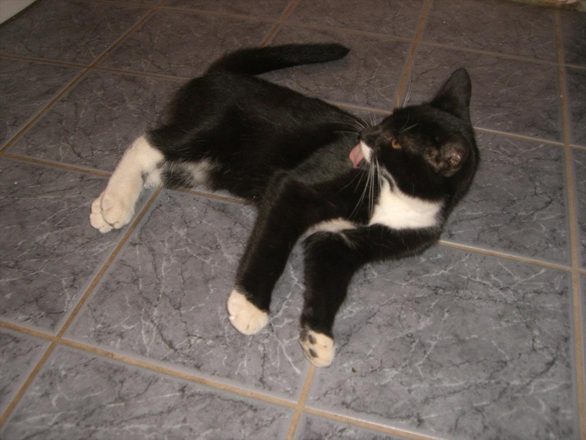 Huskat Fedtmule solgt & savnet! :'( billede 20