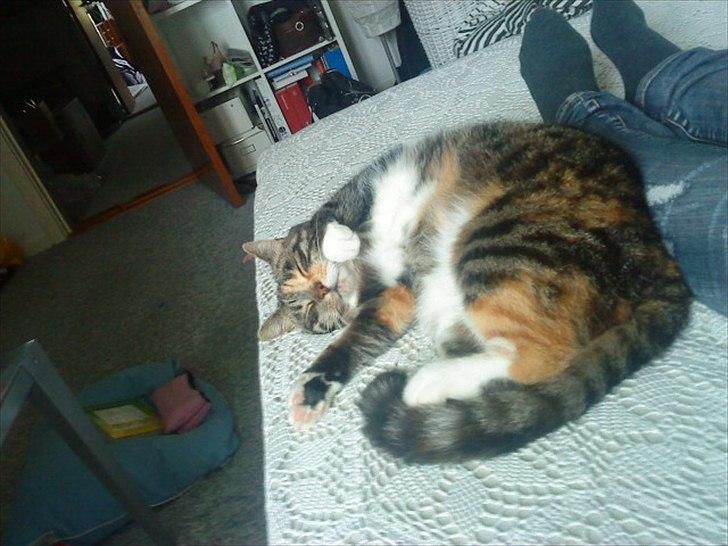 Huskat Trisse billede 3