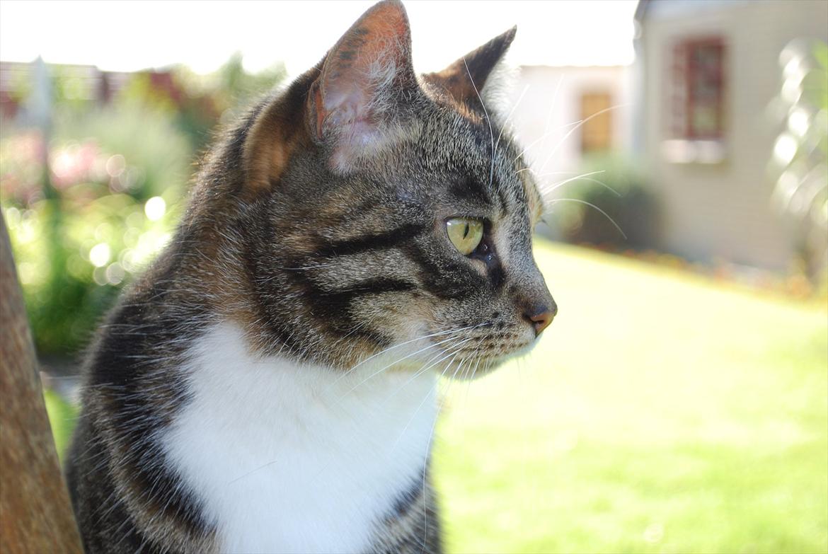 Huskat Trisse billede 5