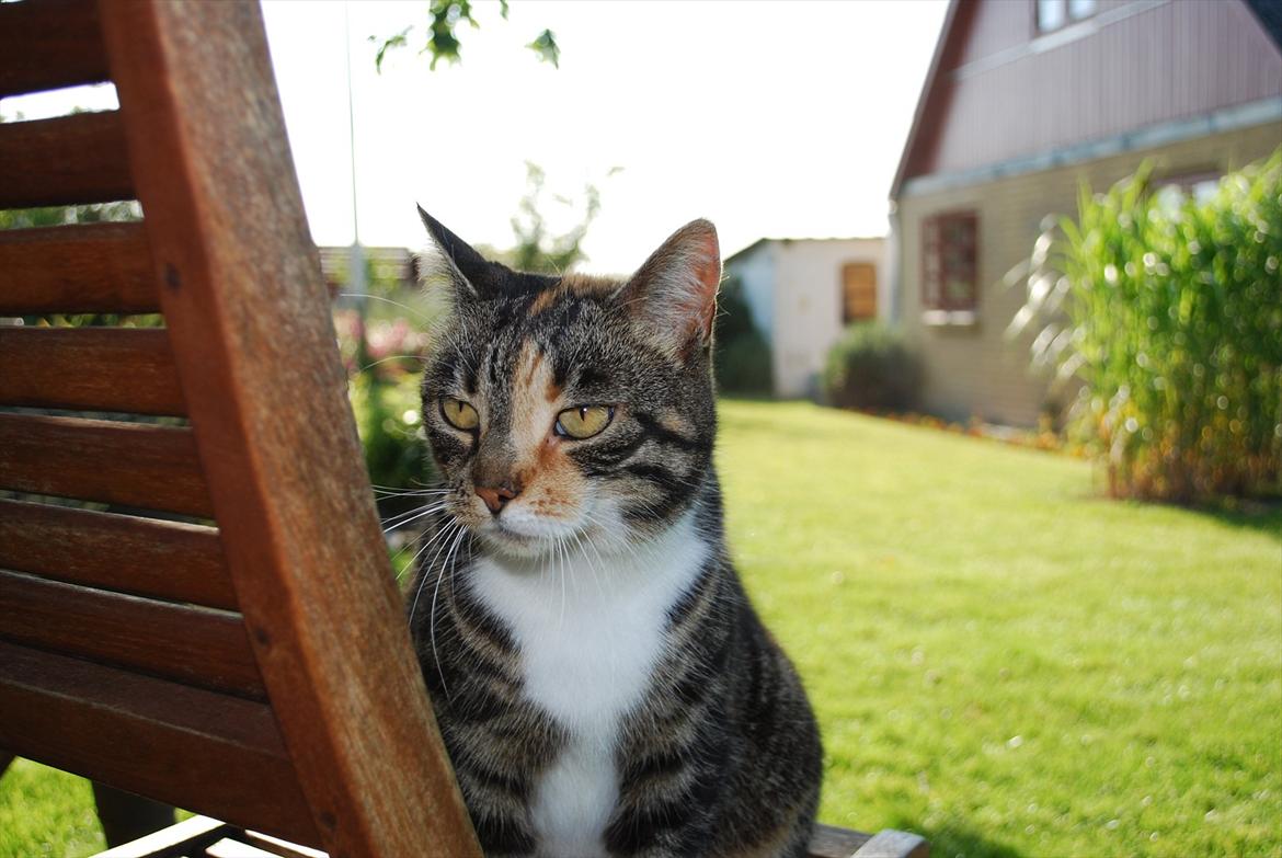 Huskat Trisse billede 6