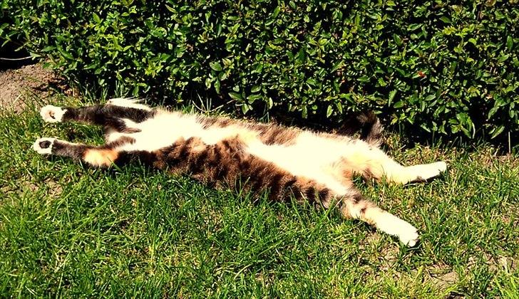 Huskat Trisse billede 7