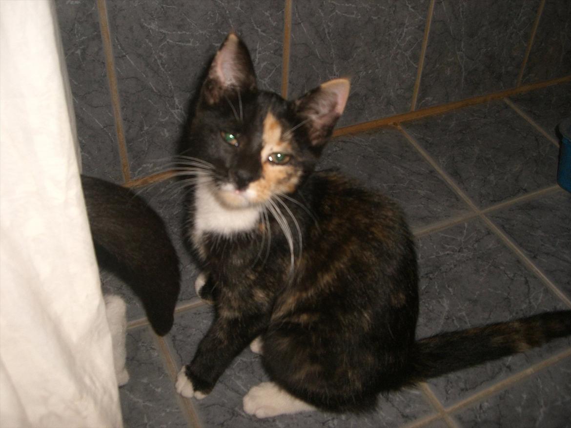 Huskat Diva Solgt og savnet;'( billede 20