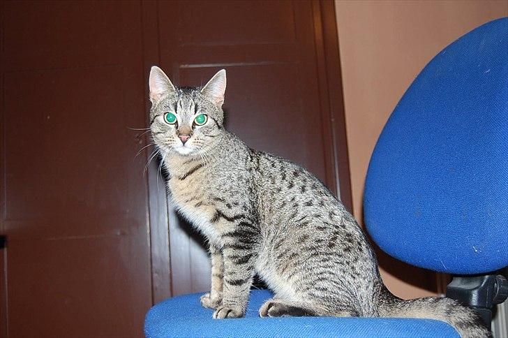 Huskat Elliot billede 11