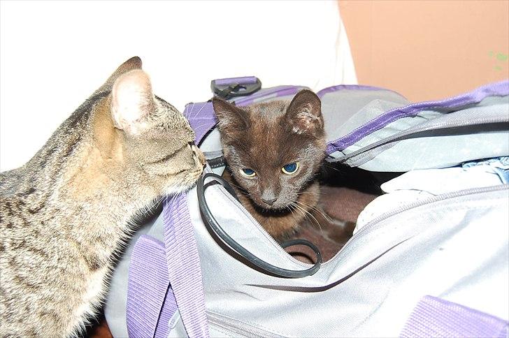 Huskat Elliot billede 12