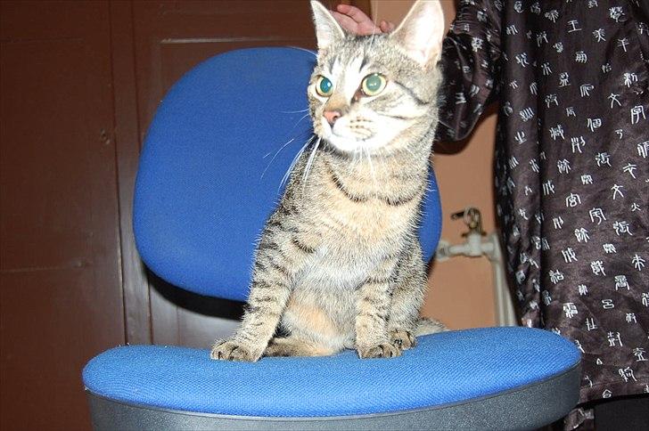 Huskat Elliot billede 13