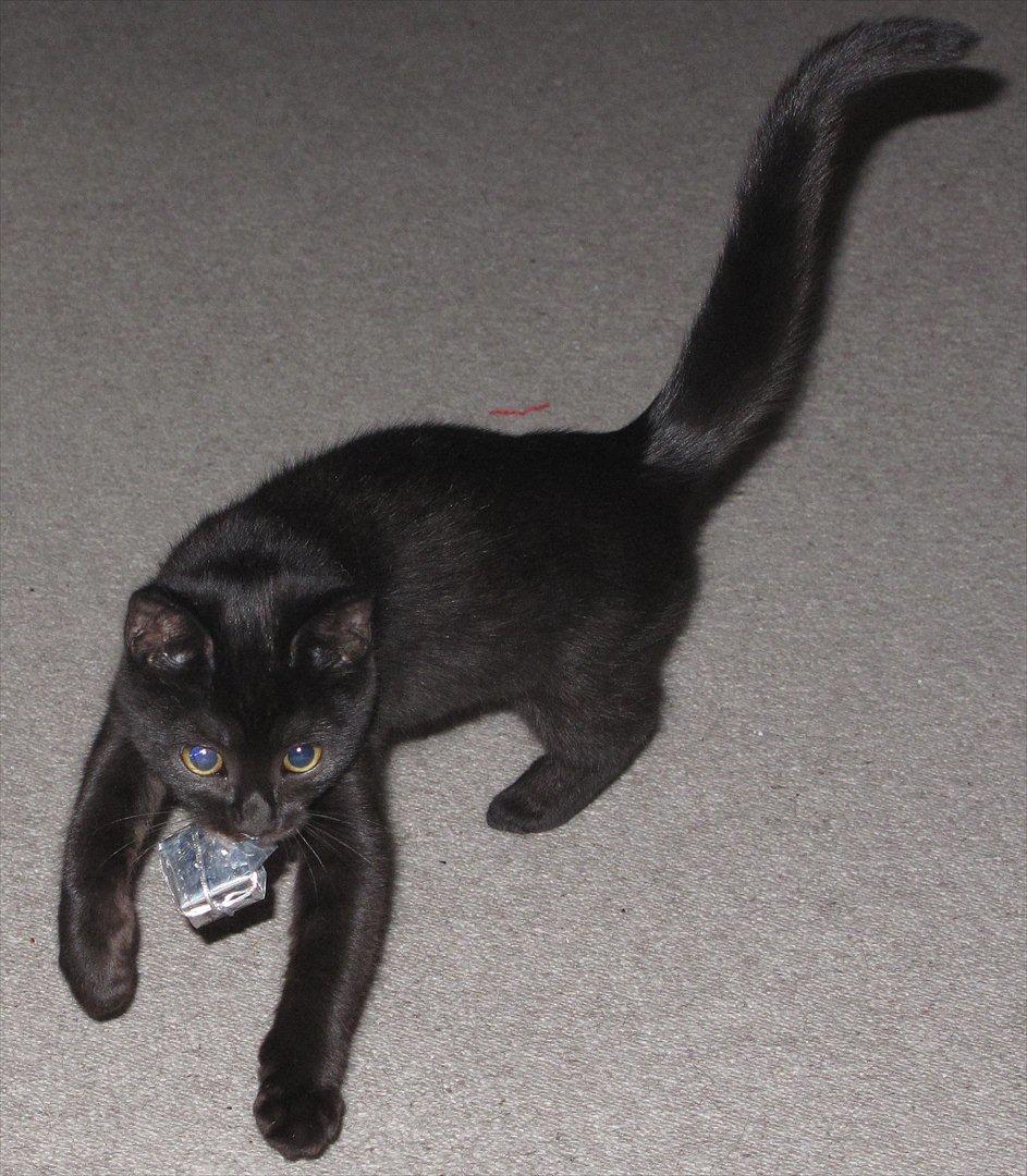 Huskat Sandy - En spring mis med hendes lille pakke hun fandt under en sofa, som forsvandt sidste jul :) billede 1