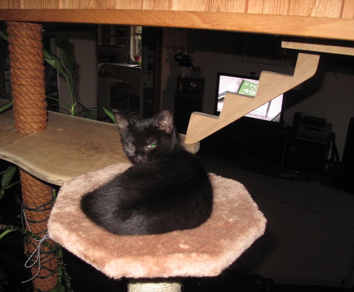 Huskat Sandy - Her lagde hun sig til at sove, 1 time efter at hun var rundt og se hele huset :) billede 2