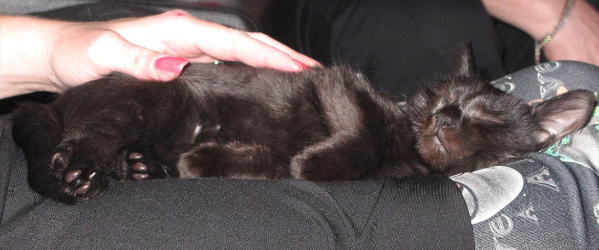 Huskat Sandy - En putte mis :) billede 3