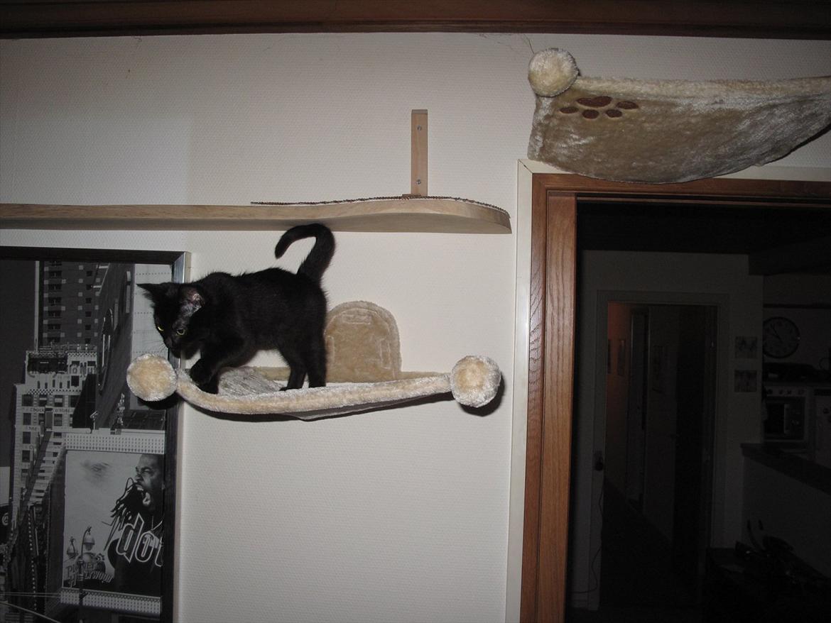 Huskat Sandy - Sandy oppe under loftet i en af missernes senge :) billede 4