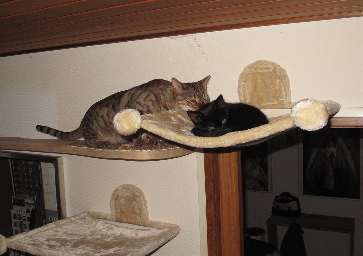 Huskat Sandy - Sandy får besøg af Leeloo billede 5