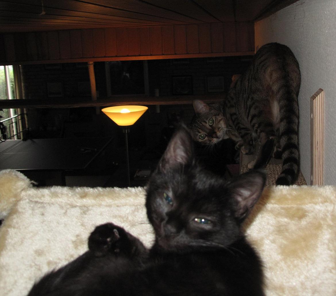 Huskat Sandy - Sandy med Leeloo i baggrunden :) billede 6