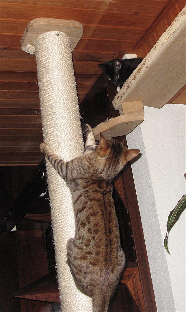 Huskat Sandy - Sandy lærte hurtigt at kravle de 2,4 meter op til loftet af løbestammen, og Leeloo lige efter :) billede 7