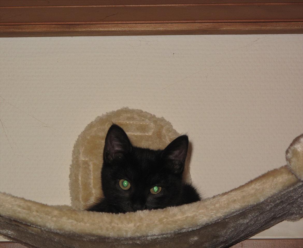 Huskat Sandy - En putte mis :) billede 8