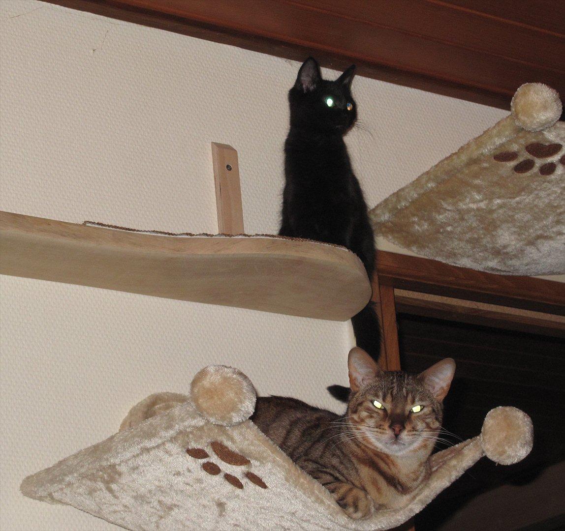 Huskat Sandy - Sandy øverst, og hendes tro følger Leeloo nedenunder :) billede 9