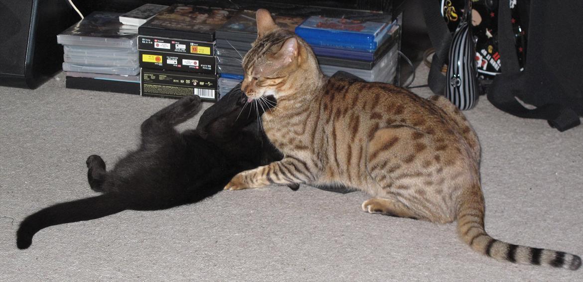 Huskat Sandy - Så skal der leges :) billede 10