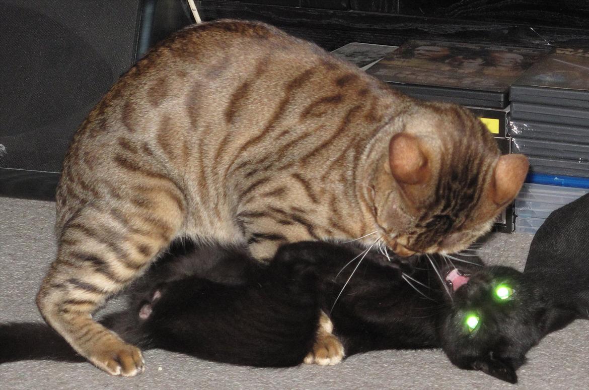 Huskat Sandy - Sandy gir den som vampyr mis :) billede 11