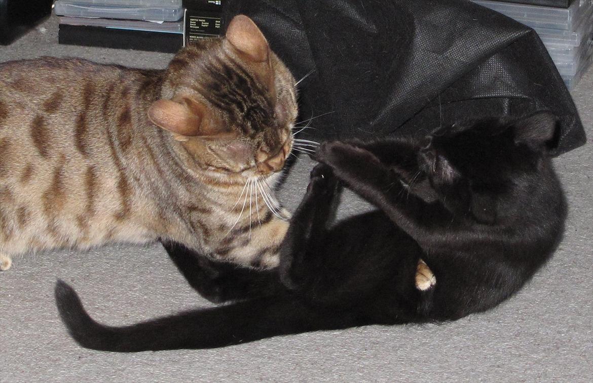 Huskat Sandy - Sandy får en mavepuster :) billede 12