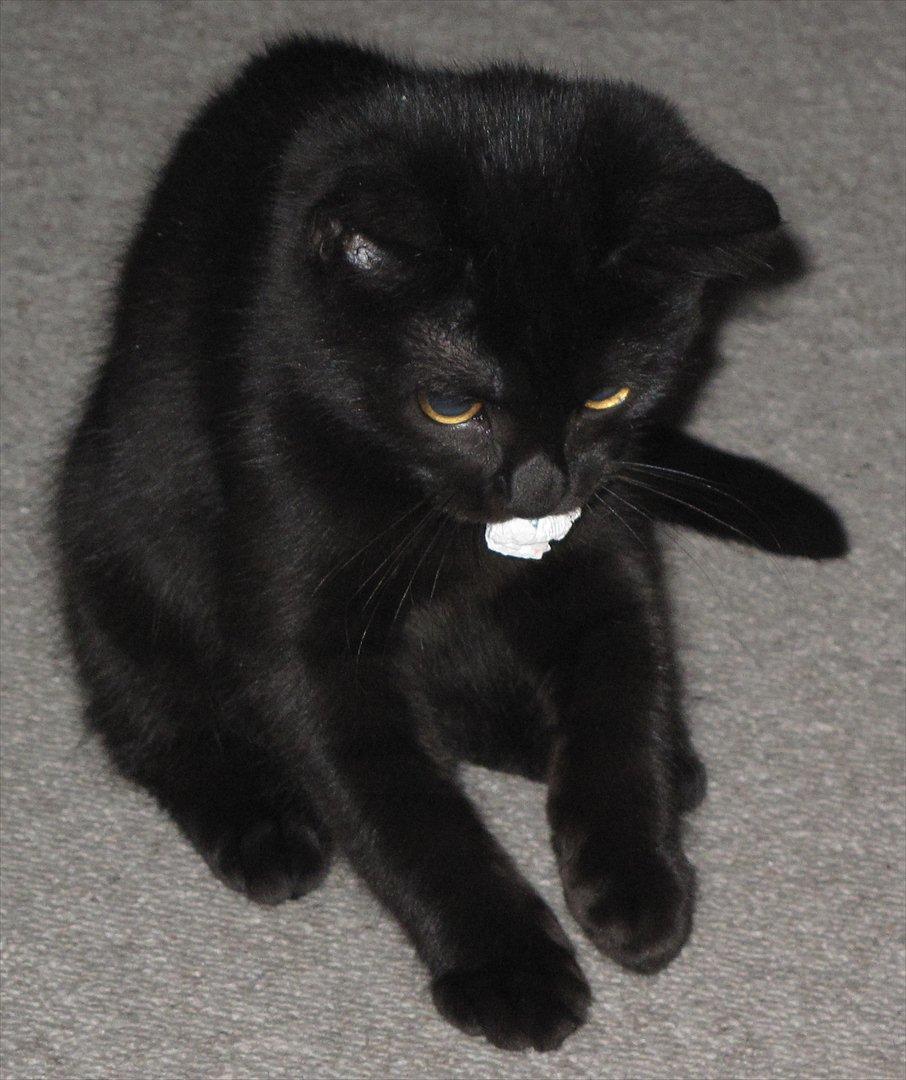 Huskat Sandy - Sandy med en lille papirkugle :) billede 13