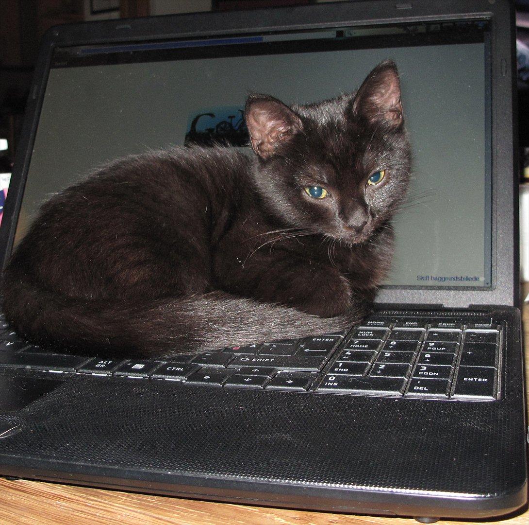 Huskat Sandy - Mmmmm den bærbar er da dejlig varm at putte på :) billede 14