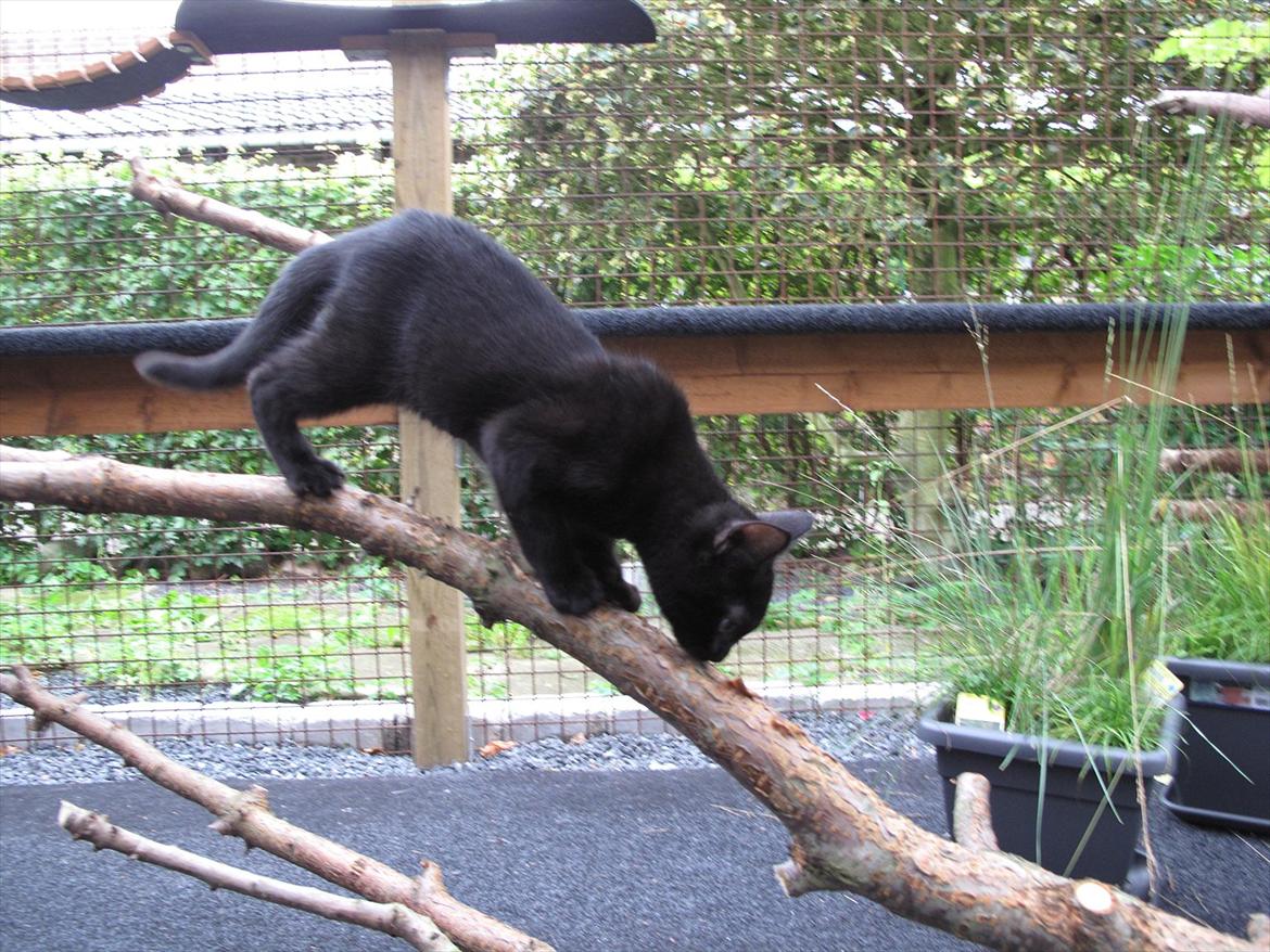 Huskat Sandy - Sandy inspicere det nye klatre træ til Misselegelandet billede 15