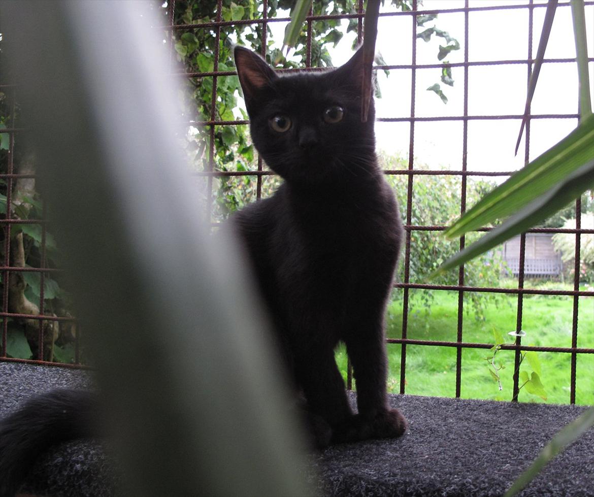 Huskat Sandy - En skjule palme mis :) billede 16