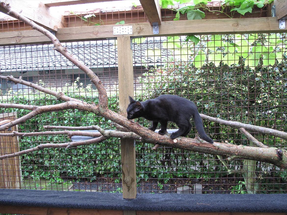 Huskat Sandy - Så kom grenen op i højden, og er nu endnu sjovere at rende rundt på :) Selvom man som lille killing ikke altid har ballancen helt, men hvad, det er derfor man har klør til at hjælpe lidt :) billede 17