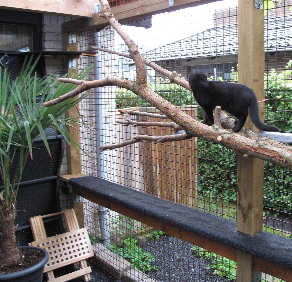 Huskat Sandy - En klatre mis :) billede 18