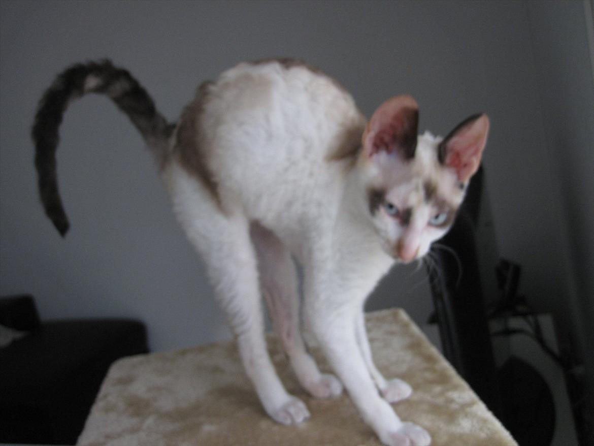 Cornish Rex Abby - Det var et godt godt stræk ;) billede 7