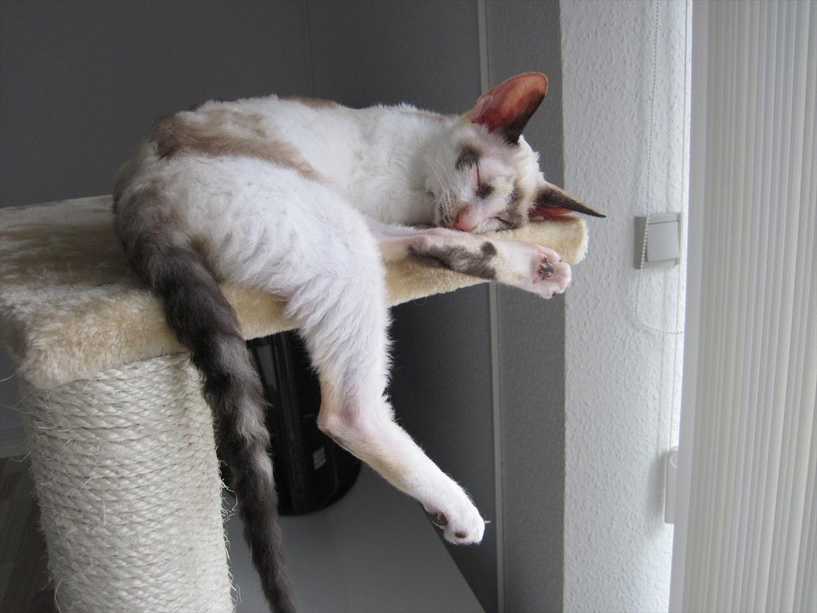 Cornish Rex Abby - Ren afslapning billede 8