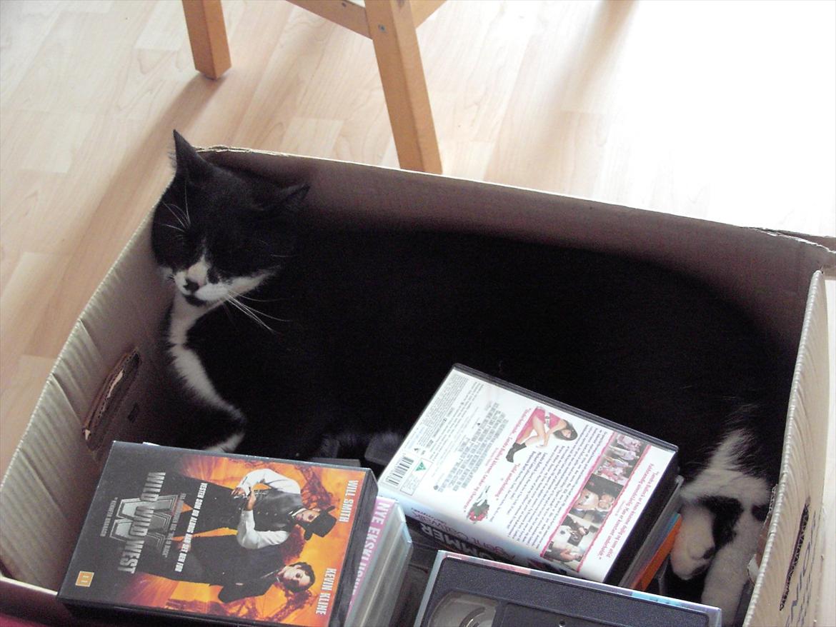 Blanding af racer Kiskat - En doven kat kan sove over alt billede 13