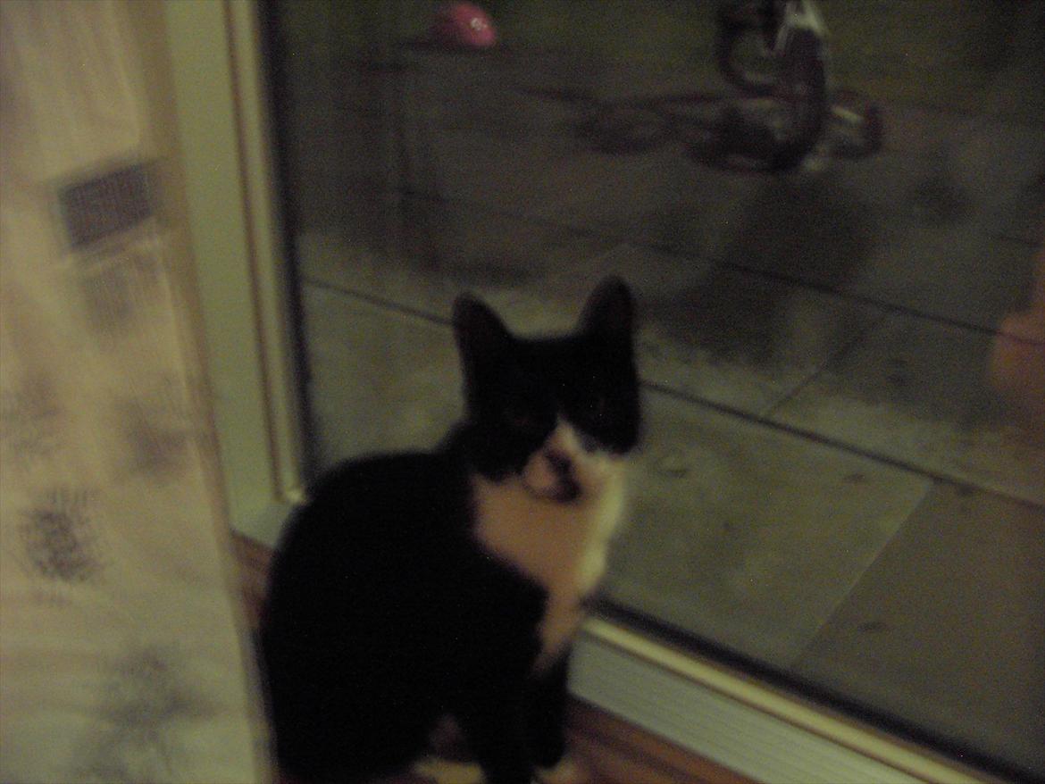 Blanding af racer Kiskat billede 14