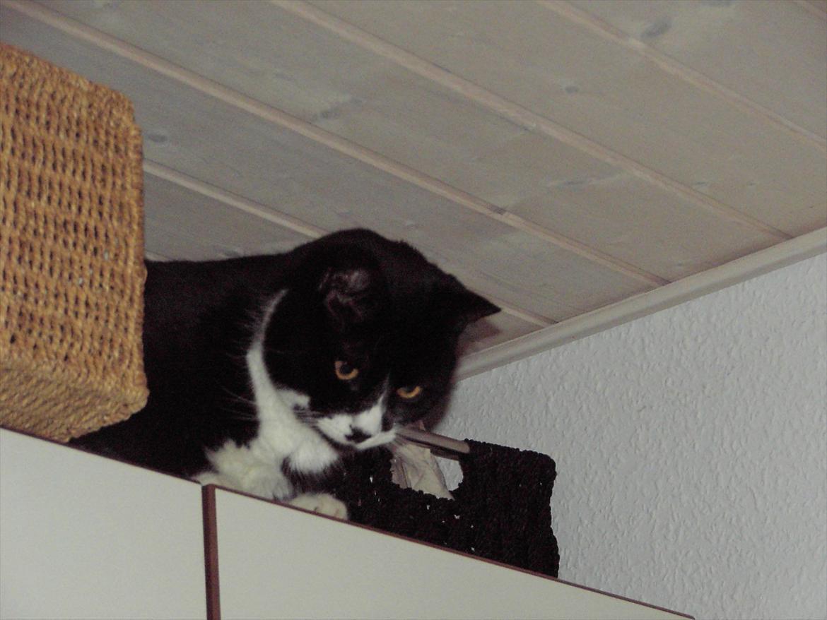 Blanding af racer Kiskat - "Nu kan jeg fange dem når de åbner skabet" billede 15