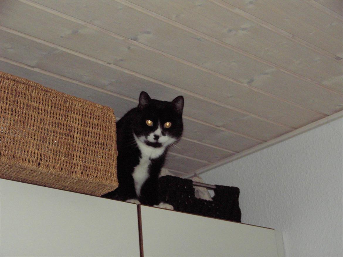 Blanding af racer Kiskat billede 16